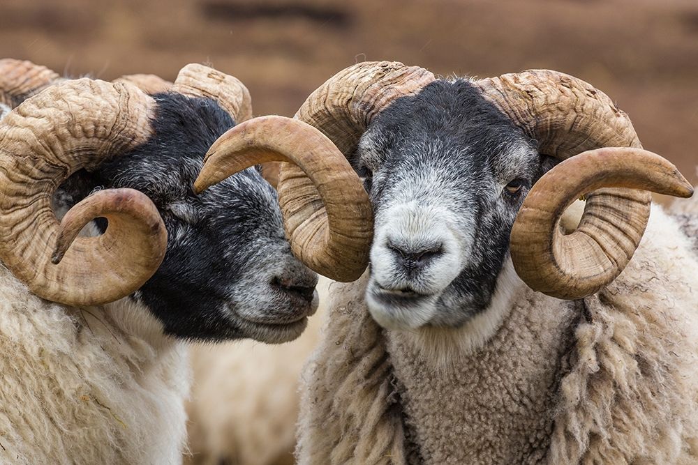 Scotland Scottish black-faced sheep close-up